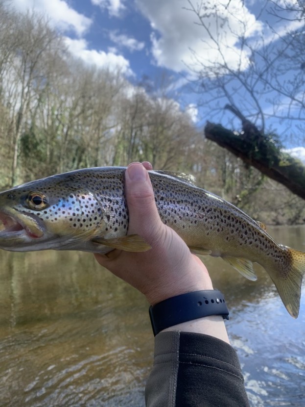 Ashford House trout - MR from Narbeth